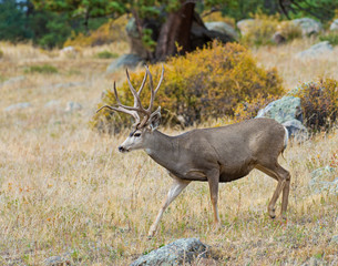 Mule Deer Buck in the Rocky Mountains