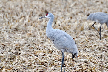Sandhill Cranes in a corn field near Long Point, Ontario, Canada.