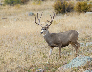 Naklejka na ściany i meble Mule Deer Buck in the Rocky Mountains