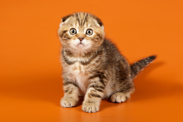 Fototapeta na wymiar Studio photography of a scottish fold shorthair cat on colored backgrounds