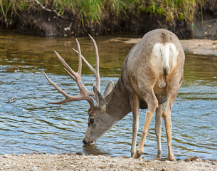 Obraz na płótnie Canvas Mule Deer Buck in the Rocky Mountains