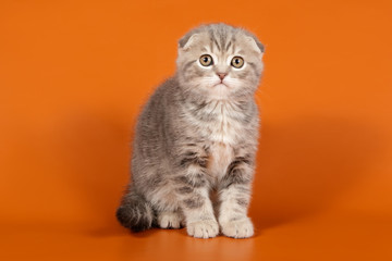 Studio photography of a scottish fold shorthair cat on colored backgrounds