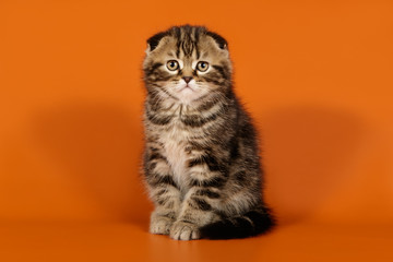 Studio photography of a scottish fold shorthair cat on colored backgrounds