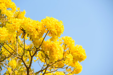 ‎Fresh Tabebuia argentea Britton in the park