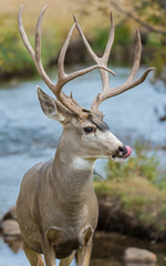 Mule Deer Buck in the Rocky Mountains