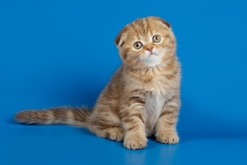 Fototapeta premium Studio photography of a scottish fold shorthair cat on colored backgrounds