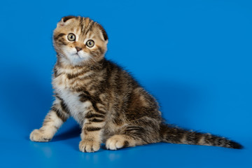 Studio photography of a scottish fold shorthair cat on colored backgrounds