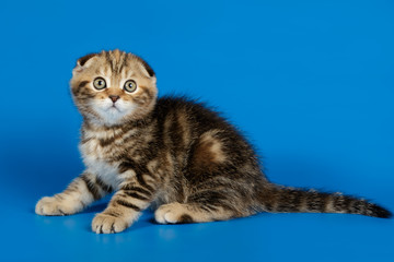 Studio photography of a scottish fold shorthair cat on colored backgrounds