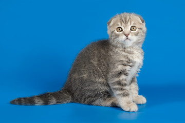 Studio photography of a scottish fold shorthair cat on colored backgrounds