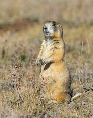 White-tailed Prairie Dog