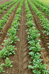 Potato field, potato crops planted in a row