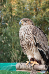 Black kite. Close-up portrait of a bird of prey.