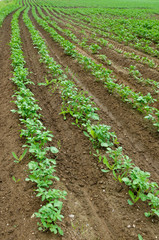 Potato field, potato crops planted in a row