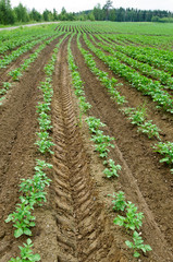 Fototapeta na wymiar Potato field, potato crops planted in a row
