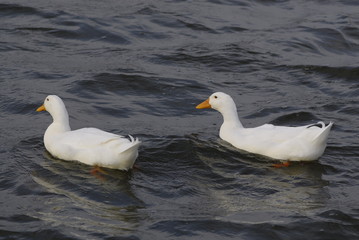 Fototapeta na wymiar ducks in water