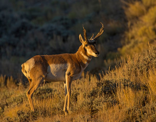 Pronghorn in evening light
