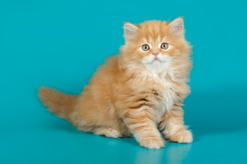 Fototapeta na wymiar Studio photography of a scottish straight longhair cat on colored backgrounds