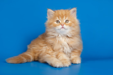 Obraz premium Studio photography of a scottish straight longhair cat on colored backgrounds