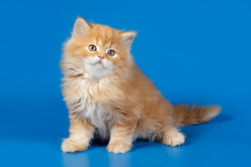 Studio photography of a scottish straight longhair cat on colored backgrounds