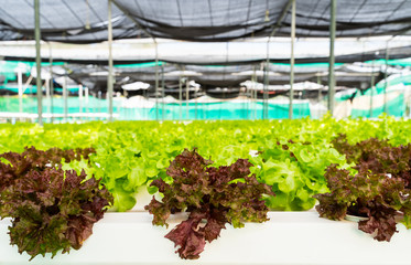 Hydroponics vegetables Red oak with Green oak lettuce background growing in plastic pipes at Smart farms with hydroponics systems are modern farming in smart agricultural and smart farming concepts.