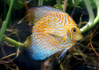 Close up of yellow carnation pigeon discus inside an aquarium