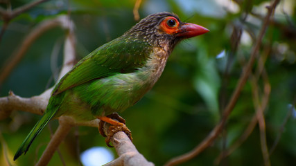 Birds in wild with natural beauty.....