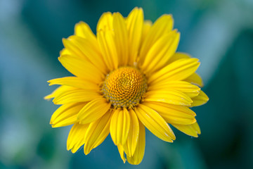 Beautiful yellow flower blooming on blurred garden background close up.