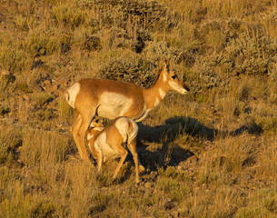 Pronghorn in evening light