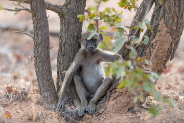 Baby baboon in the wilderness of Africa