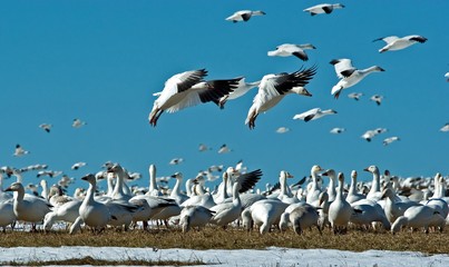 Fototapeta na wymiar Snow geese in flight as they engage in their annual spring northward migration.