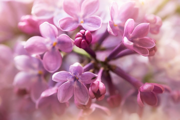 tender soft purple lilac flowers, macro view