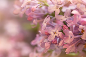 tender lilac flowers in spring, macro shot, suitable for floral background
