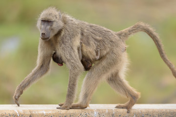 Baby baboon in the wilderness of Africa