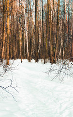 Walking path in winter forest with snow on the ground. Text copy space. Winter forest concept