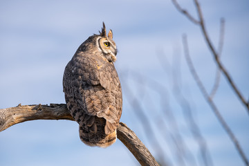 Great horned Owl