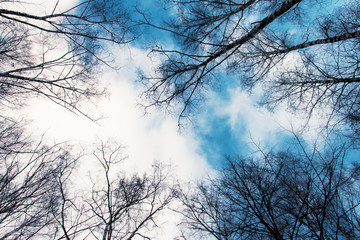 Bare tree branches and treetops on background of bright blue winter sky with white clouds
