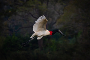 Wild birds in natural habitat. Jabiru mycteria, also known as Tuiuiu, in flight, Pantanal, Brazil. 