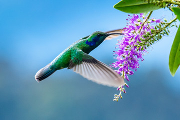 Blue hummingbird Violet Sabrewing flying next to beautiful red flower. Tinny bird fly in jungle. Wildlife in tropic Costa Rica. Two bird sucking nectar from bloom in the forest. Bird behaviour © vaclav