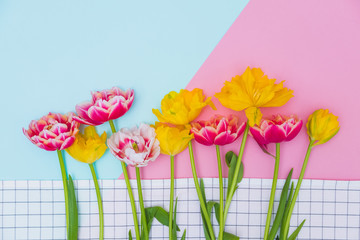 Colorful tulip flowers on geometry background. Minimal floral composition. Popular International Women's Day concept. Flat lay, top view. Still life nature