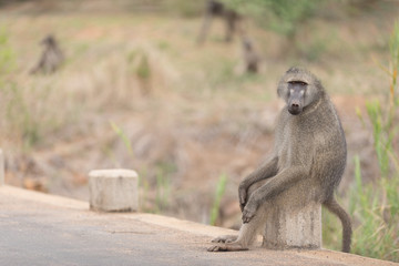 Naklejka premium Baboon in the wilderness of Africa