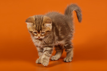 Studio photography of a scottish straight shorthair cat on colored backgrounds