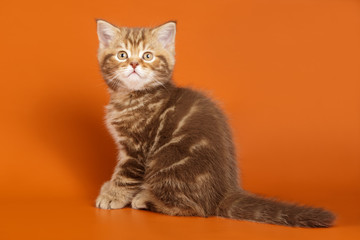 Obraz premium Studio photography of a scottish straight shorthair cat on colored backgrounds