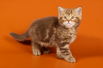 Studio photography of a scottish straight shorthair cat on colored backgrounds