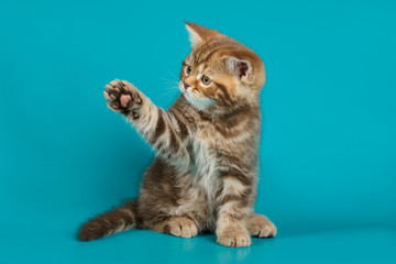 Obraz premium Studio photography of a scottish straight shorthair cat on colored backgrounds