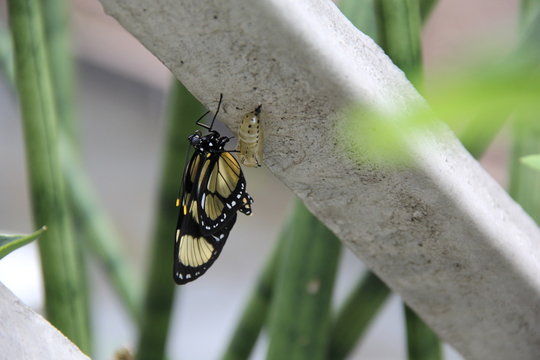 Newborn Butterfly near Cocoon