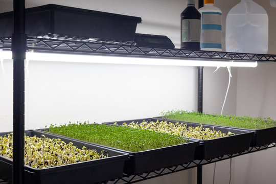 Micro-green grow rack with four trays 