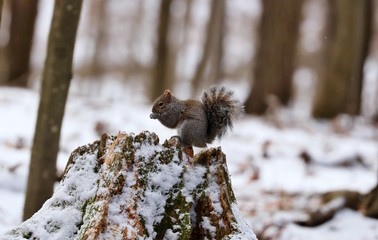 Eastern gray squirrel. Many juvenile squirrels die in the first year of life. Adult squirrels can have a lifespan of 5 to 10 years in the wild. Some can survive 10 to 20 years in captivity