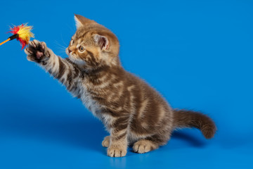 Studio photography of a scottish straight shorthair cat on colored backgrounds