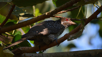 Birds in wild with natural beauty.....