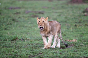 Fototapeta na wymiar Juvenile male lion in the Masai Mara